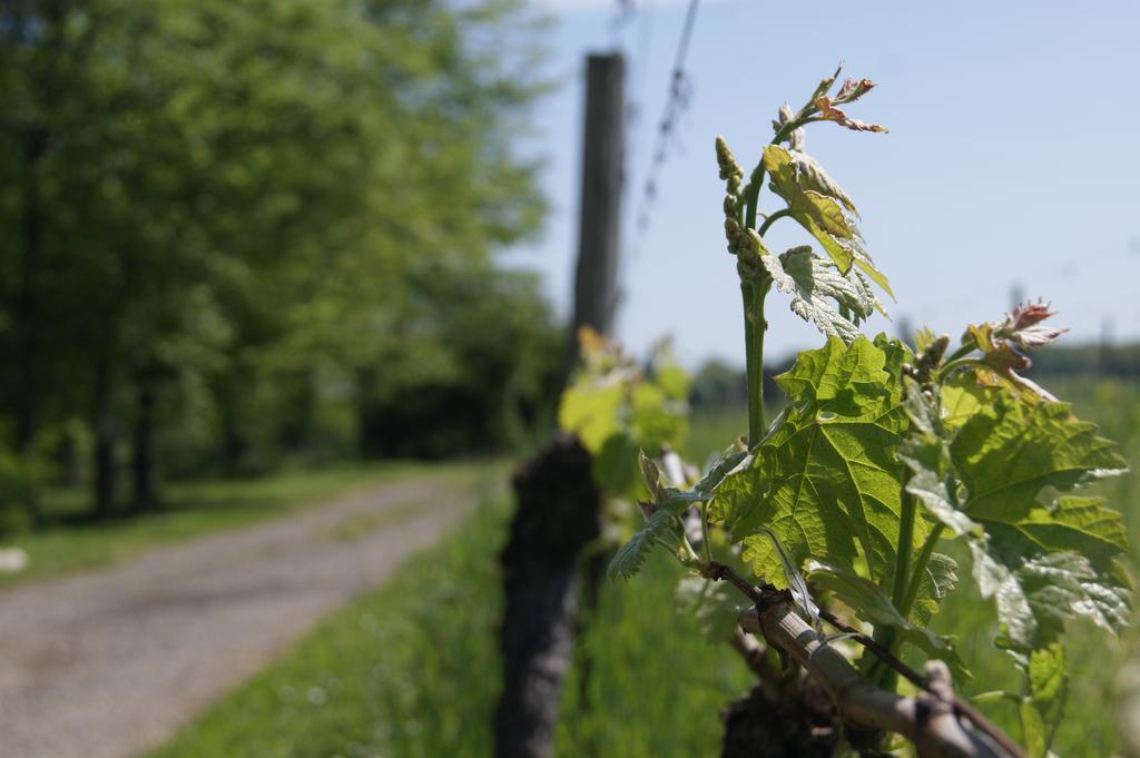 Domaine Maison Dodo Lamonzie-Saint-Martin Eksteriør billede